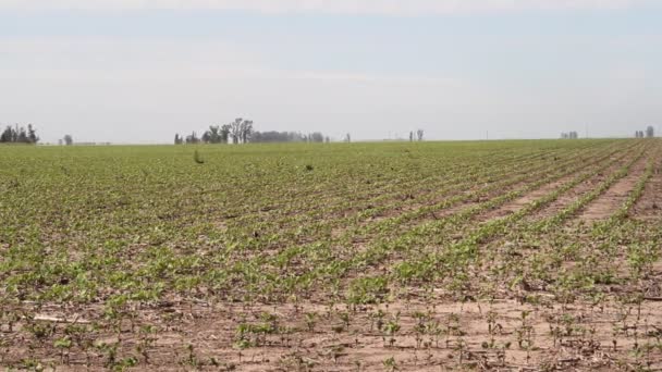 Plantación Soja Campo Argentino — Vídeos de Stock