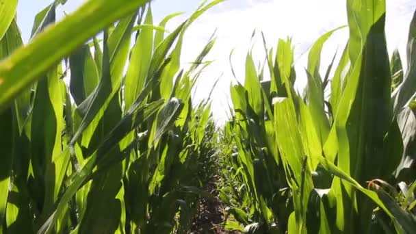 アルゼンチンの田舎でトウモロコシのプランテーション — ストック動画