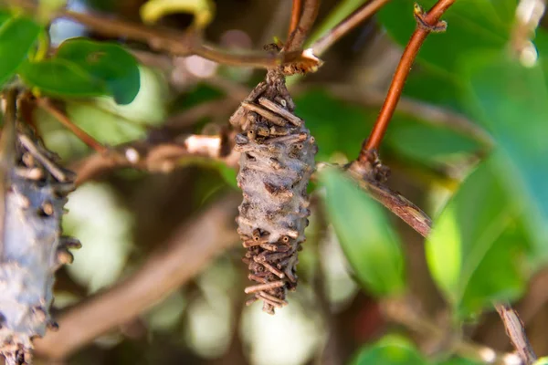Vlinder Worm Verpopping Oiketicus Kirbyi Zomer — Stockfoto