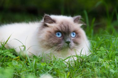 Himalaya Farsça kedi yaz aylarında yeşil çimenlerin üzerinde portresi
