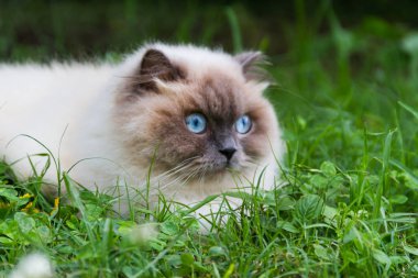 Himalaya Farsça kedi yaz aylarında yeşil çimenlerin üzerinde portresi