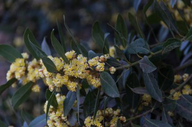 defne baharda organik bahçe çiçekli.