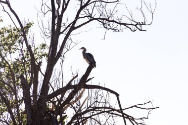 dalları üzerinde tünemiş heron silüeti