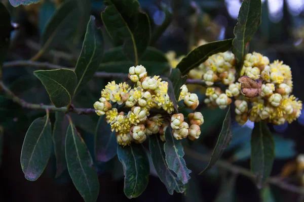 Laurier Bloemen Het Voorjaar Biologische Tuin — Stockfoto