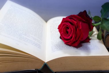 romantik kırmızı gül açık kitap üzerine