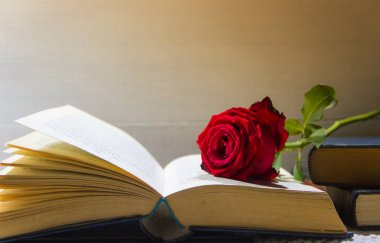 romantik kırmızı gül açık kitap üzerine