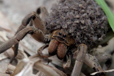 vücudundan örümcekler bebek taşıyan anne örümcek