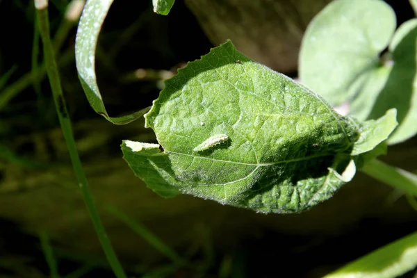 Caterpillar Eten Van Bladeren Biologische Tuin — Stockfoto