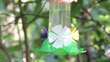 sinek kuşlarının çırpınan ve içme suyu