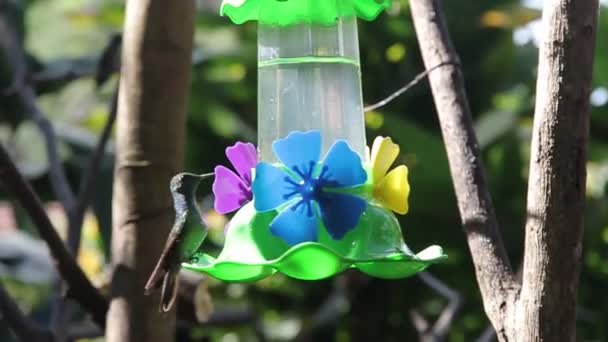 Colibríes Revoloteando Agua Potable — Vídeos de Stock