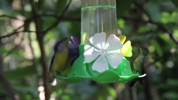 Kolibrier Fladdrande Och Dricksvatten — Stockvideo
