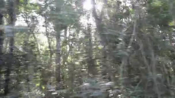 Sun Peeking Branches Amazon Jungle — Stock Video