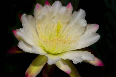 The white flower of the cactus cereus blooming at night clipart