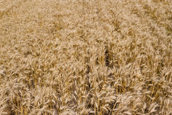 the golden wheat under the sun in the field plantations