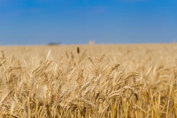Golden Wheat Sun Field Plantations Stock Photo