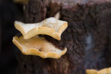 ölü ağaç kabuğu üzerinde büyümek mantarlar