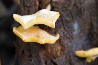 ölü ağaç kabuğu üzerinde büyümek mantarlar