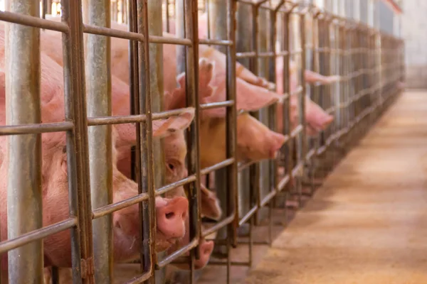 Инкубаторий Свинины Потребления Свинины Поле — стоковое фото