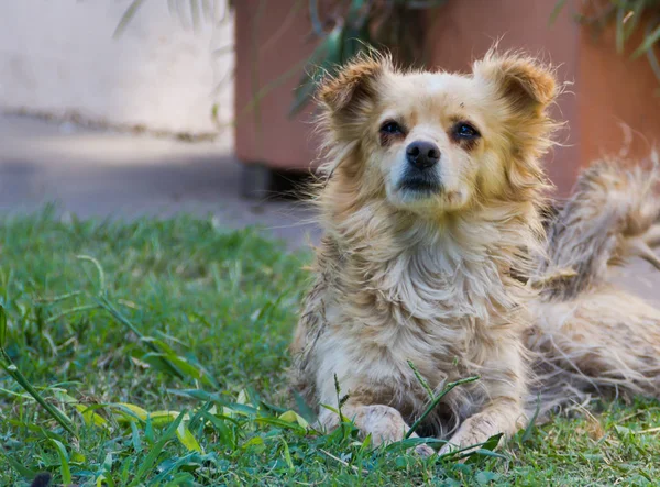 Stray Cão Vítima Abandono Crueldade — Fotografia de Stock