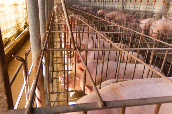 industrial pigs hatchery to consume its meat