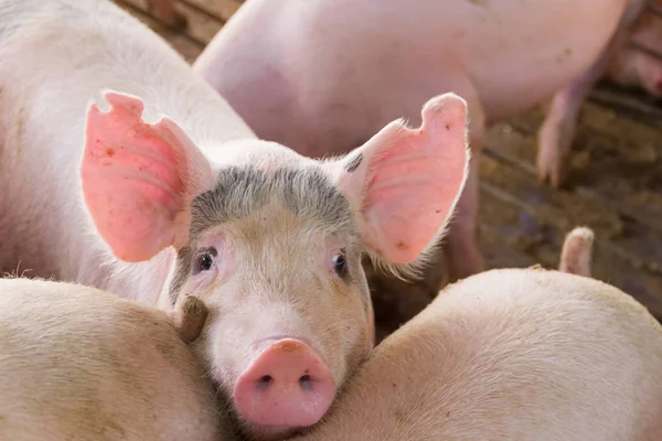 Criadero Industrial Cerdos Para Consumir Carne — Foto de Stock