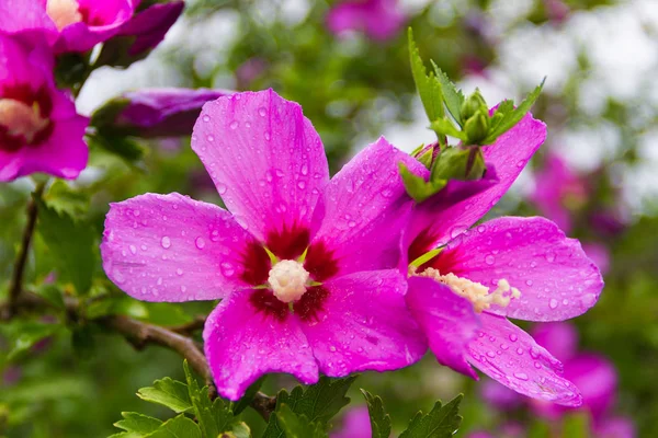 Hibiscus Syriacus Bajo Flor Nacional Lluvia Corea Del Sur — Foto de Stock