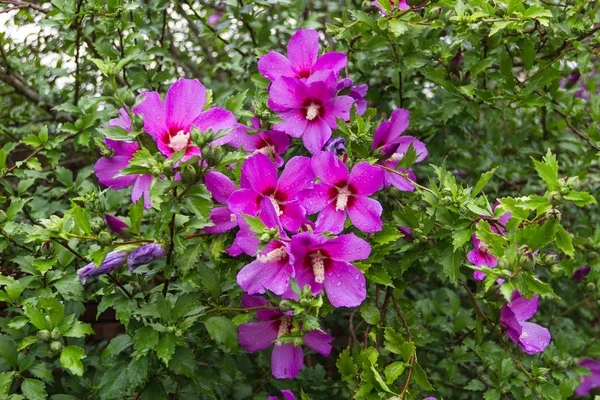 Güney Kore'nin yağmur altında Hibiscus syriacus ulusal çiçek