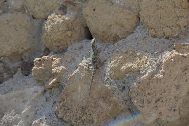 yaz aylarında taşlar arasında güzel kertenkele