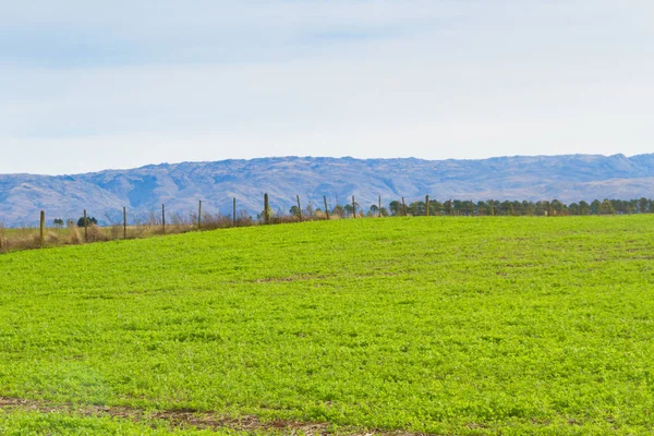 landscape with clover crop for fodder and mountains