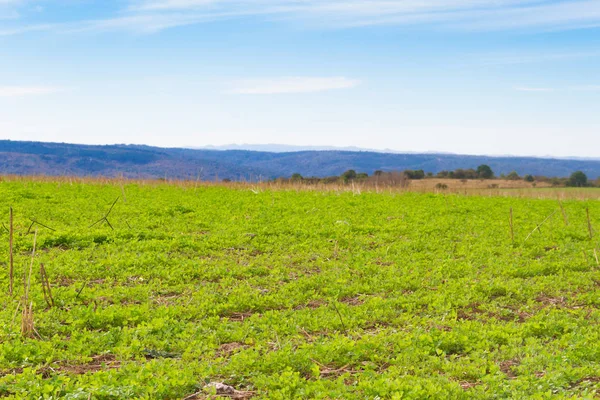 Paesaggio Con Trifoglio Foraggio Montagna — Foto Stock