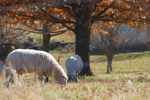 Овцы Пасутся Горах Кордовы Аргентине — стоковое фото