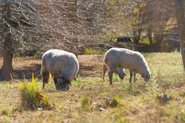 Πρόβατα Που Βόσκουν Στα Βουνά Της Κόρδοβα Στην Αργεντινή — Φωτογραφία Αρχείου