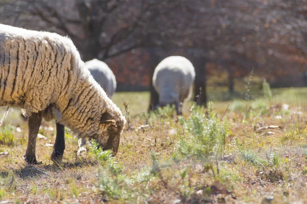 Πρόβατα Που Βόσκουν Στα Βουνά Της Κόρδοβα Στην Αργεντινή — Φωτογραφία Αρχείου