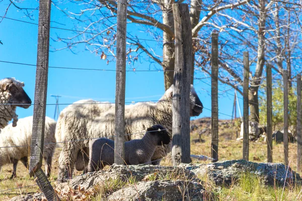 Pâturage Des Moutons Dans Les Montagnes Cordoue Argentine — Photo