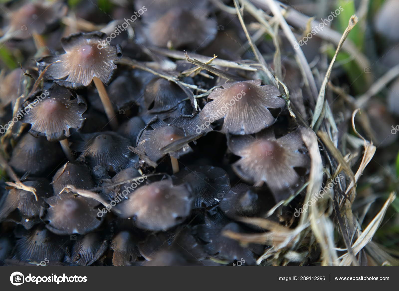 Variety Mushrooms Grow Garden Winter Stock Photo