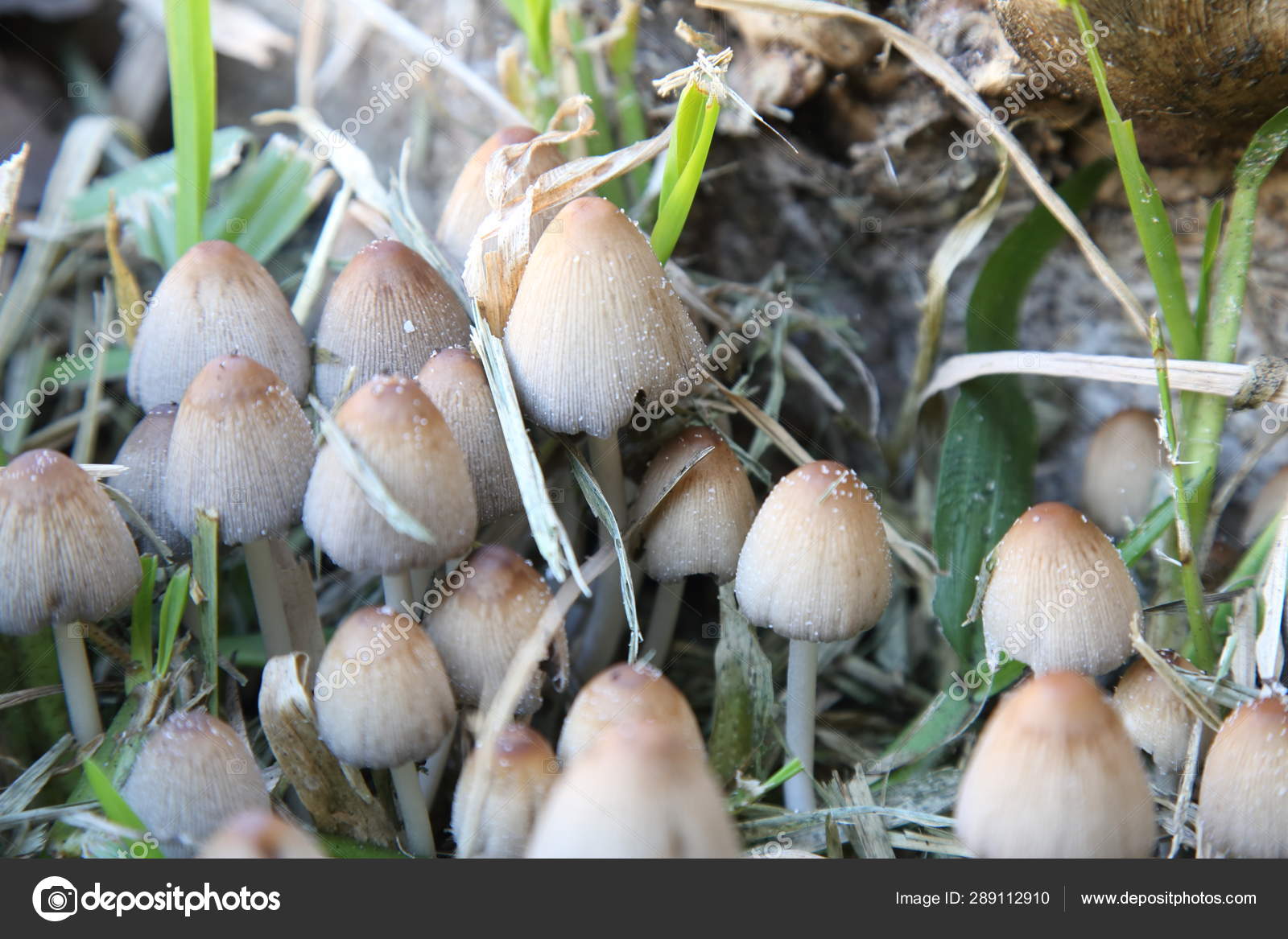 Variety Mushrooms Grow Garden Winter Stock Photo