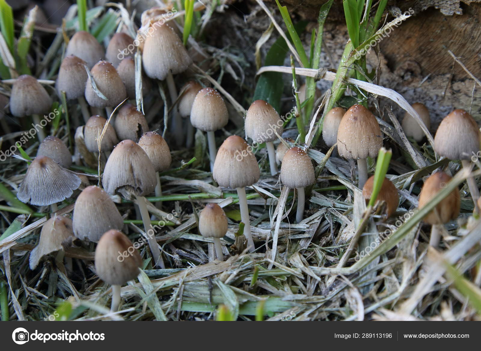 Variety Mushrooms Grow Garden Winter Stock Photo