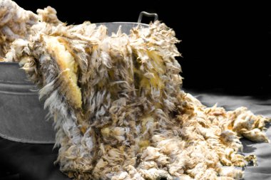 raw wool fleece just sheared before being spun clipart