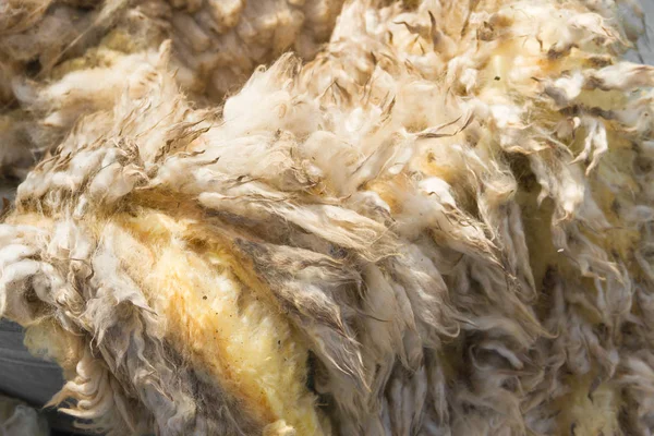 Çiğ yün postu dönmeden önce yontulmuş.