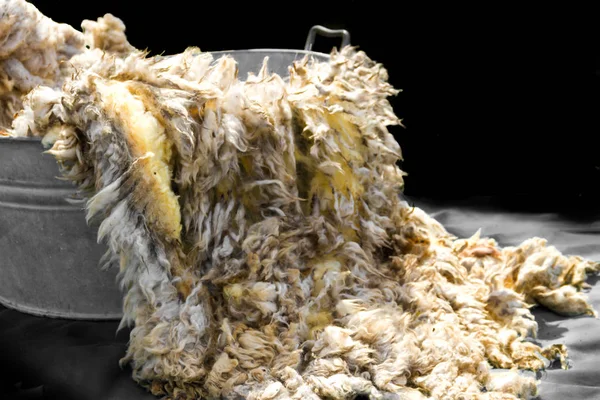 Raw Wool Fleece Just Sheared Being Spun — Stock Photo, Image