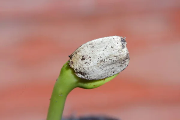 macro detail of sunflower seed germinating in spring