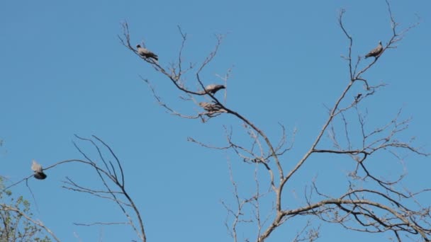 Pigeons Hovering Branches Courtship Mate — Stock Video