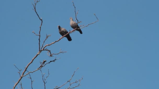 Palomas Flotando Sobre Las Ramas Cortejo Para Aparearse — Vídeo de stock