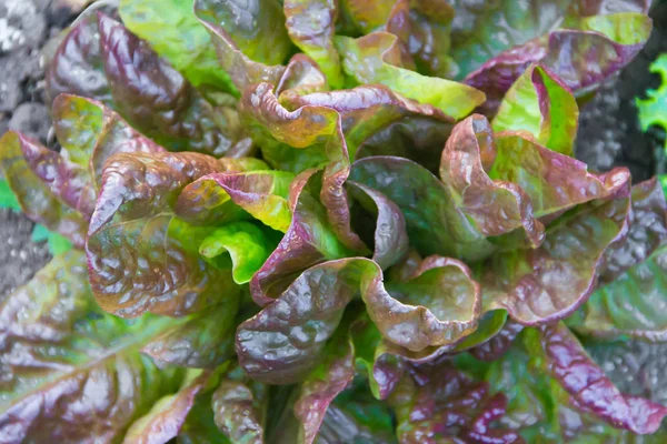 Grüne Und Lila Lockige Salatblätter Bio Garten — Stockfoto