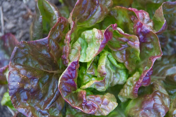 Green Purple Curly Lettuce Leaves Organic Garden — Stock Photo, Image