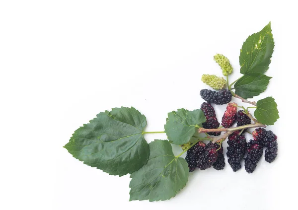 Blackberries Green Leaves Isolated White Background — Stock Photo, Image