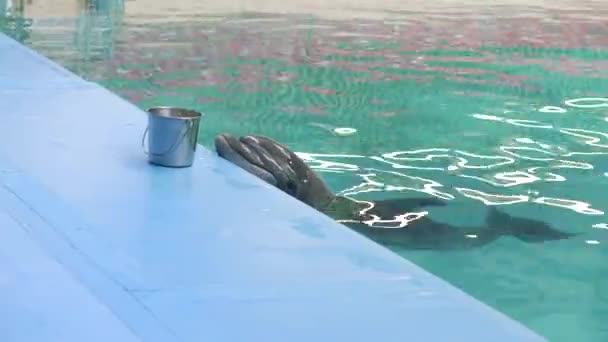 Dolphin on poolside waiting fresh fish in dolphinarium — Stock Video