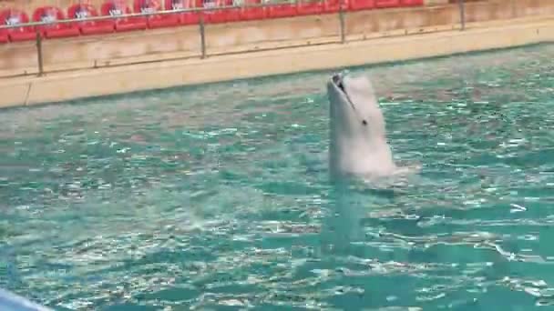 Béluga nageant avec bâton dans l'eau pendant l'entraînement dans la piscine du dauphinarium — Video