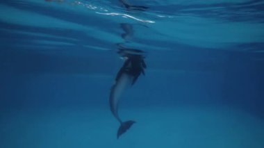 Yunus ile antrenör eğitim hüner dolphinarium su altı oda suda