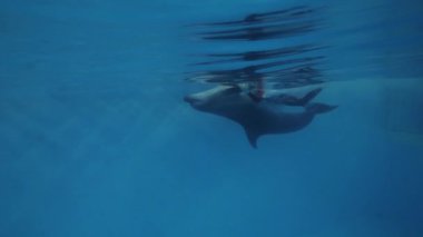 Yunus ve birlikte dolphinarium havuzda yüzen yüzme eğitmeni